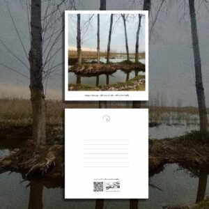 The Tree and the Wetland in Conversation 4