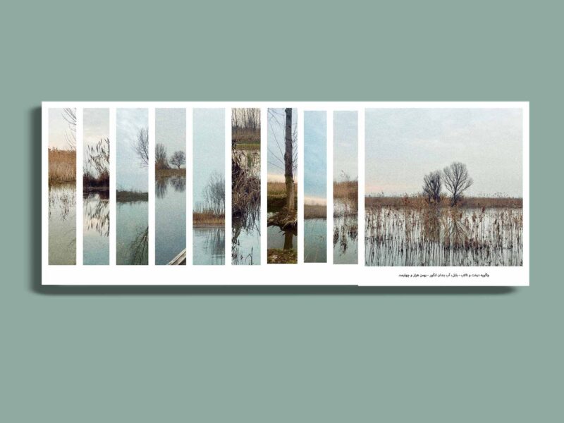 The Tree and the Wetland in Conversation