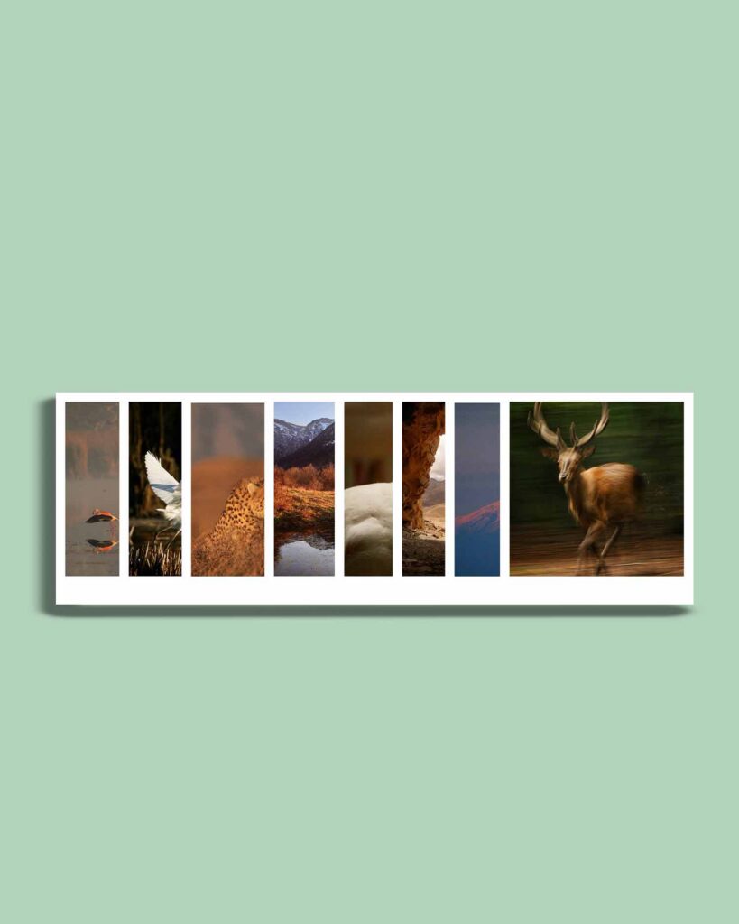 Traces of Life - ردپای حیات